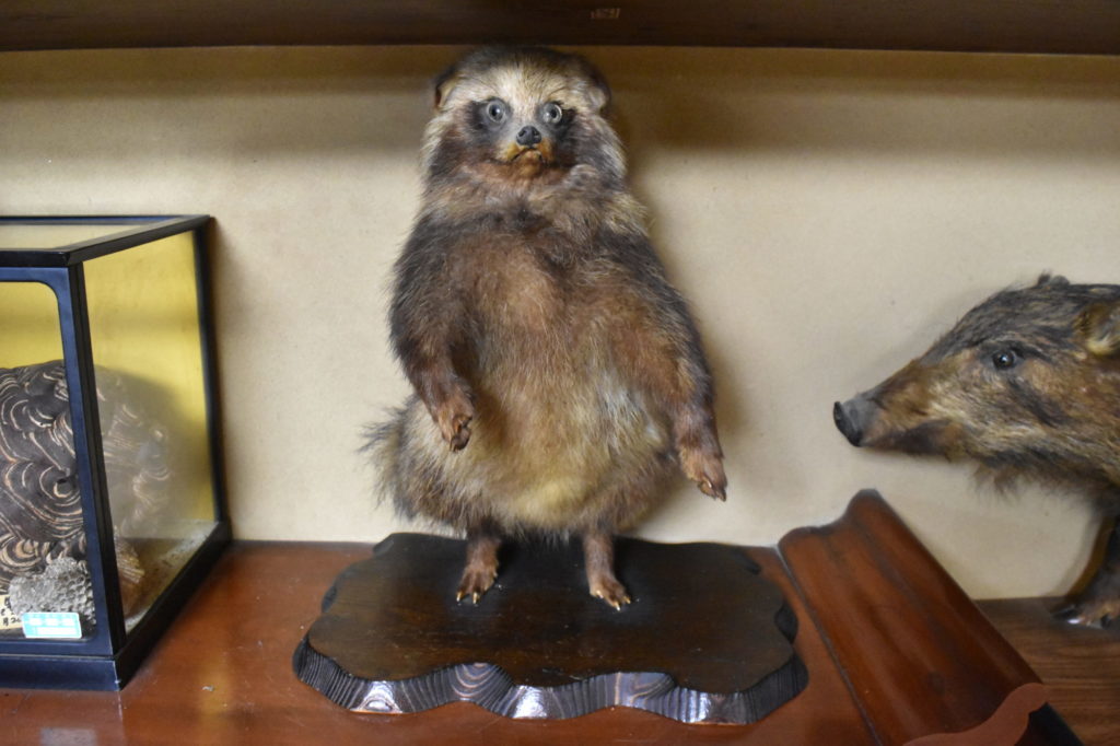 居間にかざってあるたぬきの剥製