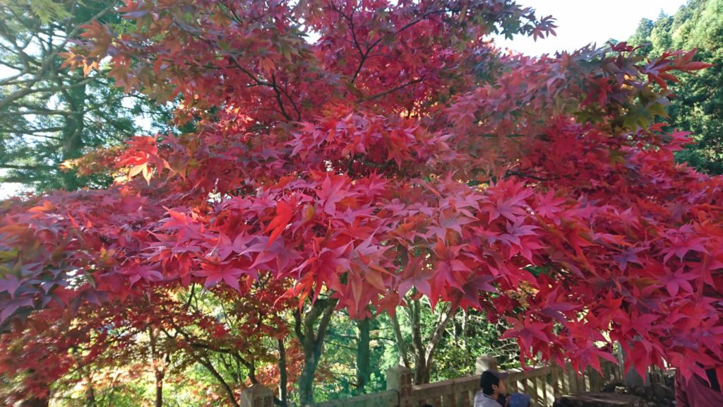 赤い色の綺麗な紅葉