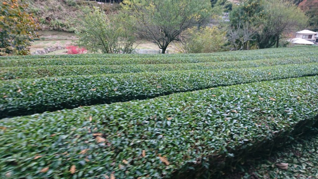 静岡を懐かしく感じられる茶畑