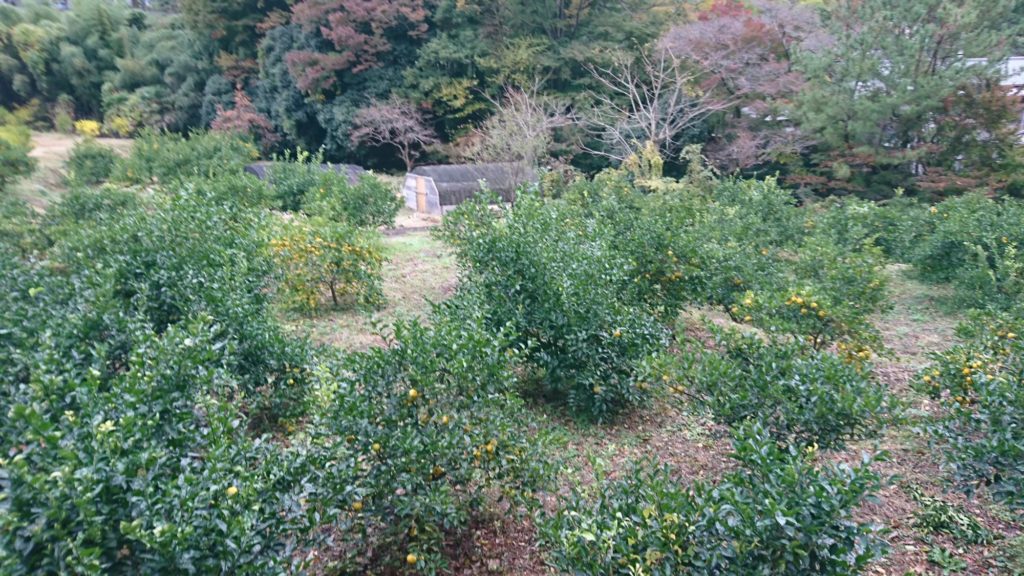 静岡を懐かしく感じられるようないかん畑