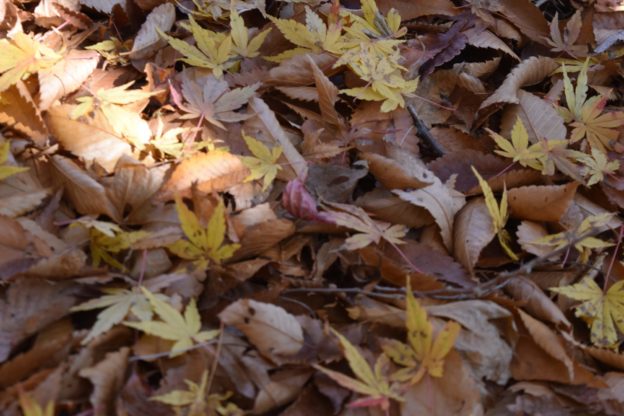 雲取山を登っているときに置いていた落ち葉