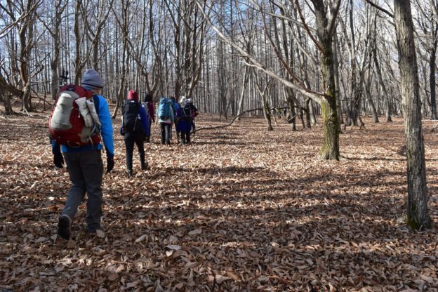 丘陵地帯の降り積もった落ち葉