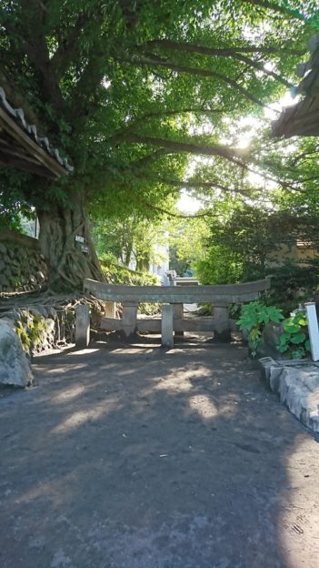 噴火の際の降灰で鳥居が埋もれました