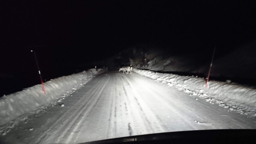 山の中を歩っていたトナカイ