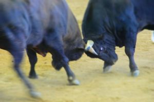 徳之島の闘牛祭のバトル