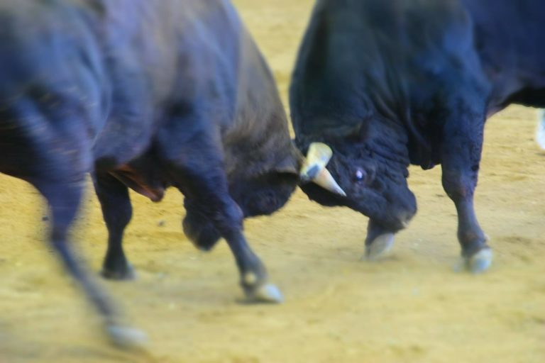 徳之島の闘牛祭のバトル
