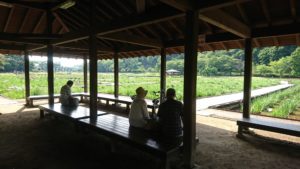 東村山の北山公園の菖蒲です。今が見頃
