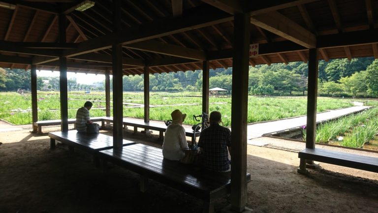 東村山の北山公園の菖蒲です。今が見頃