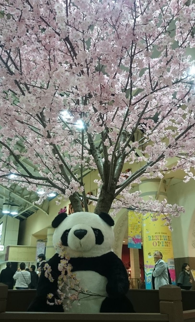 上野駅にてパンダと桜のコラボレーション